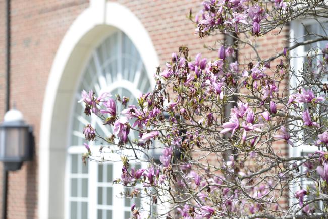 spring flowers by Stover 